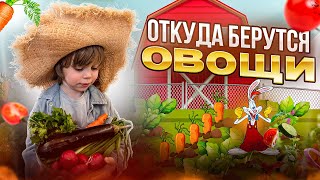 Откуда берутся овощи!