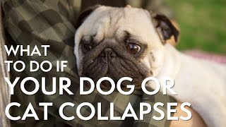 What to Do if Your Dog or Cat Collapses - Emergency Vet Tips Wealth