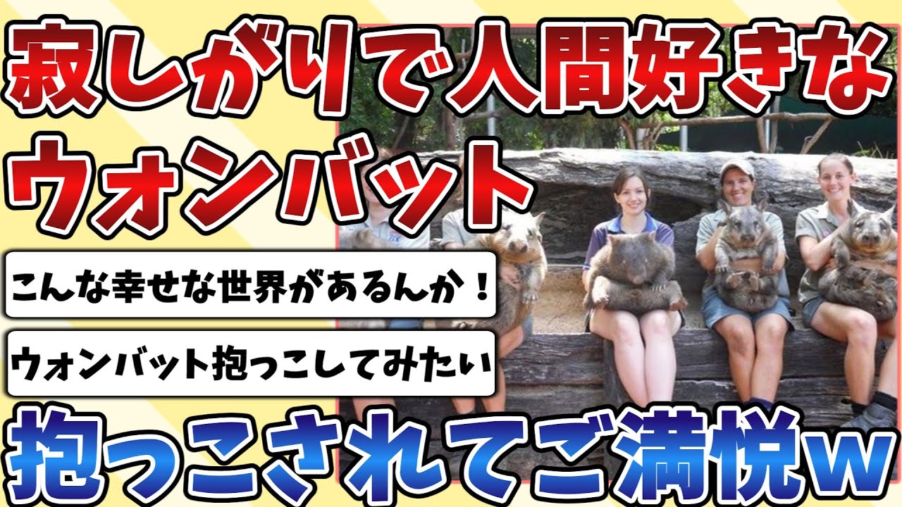 【2ch動物スレ】寂しがり屋で人間が大好きな動物園の『ウォンバット』たち、みんな抱っこされて大変ご満悦なご様子ｗｗｗ