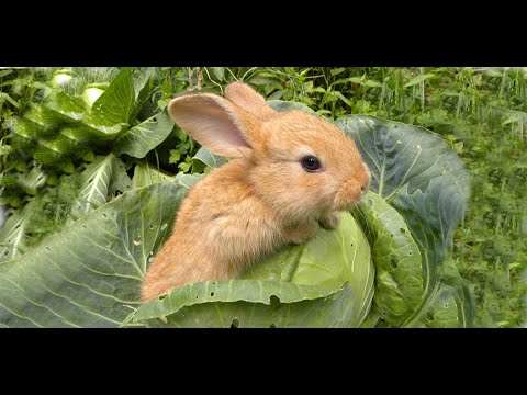 Главный миф про кроликов!! Можно ли давать кроликам капусту!!! Вся правда о капусте!!!
