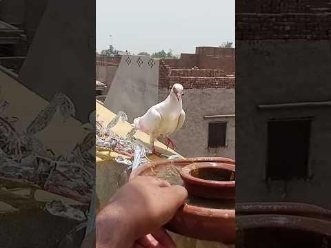 Bacha Pakra Bazi