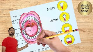 Types of Human Teeth labeled diagram drawing / How to draw four types of Teeth diagram easily