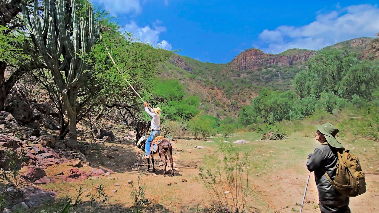 Las Primeras Pitahayas del Año