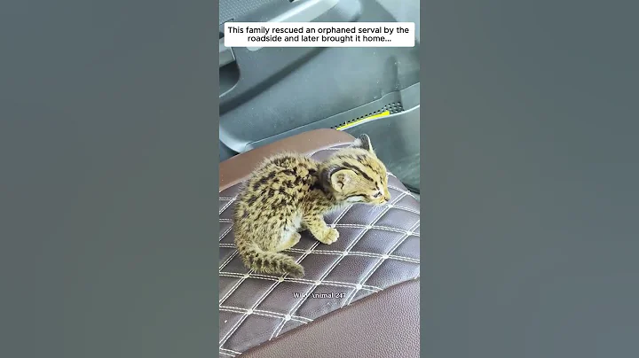 Video 8394721: serval rescued, family rescued, rescue home, collection