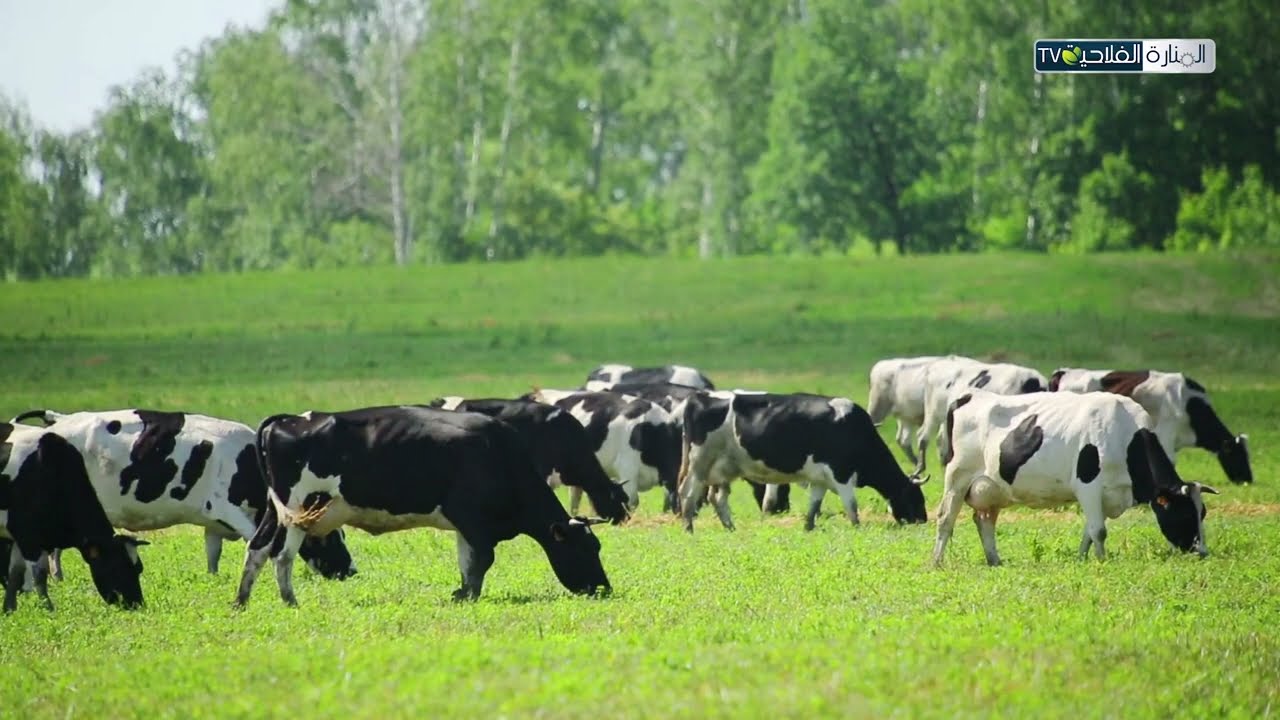 شروط  تركيز اسطبل الابقار الحلوب   : AGRI ASTUCE