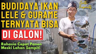Budidaya Lele & Gurame di Galon, Cepat Panen & Rasa Lebih Enak !