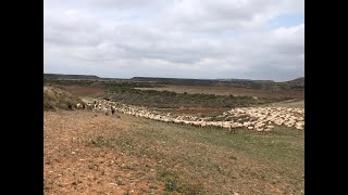 Esquilo de ovejas con Félix en Fustiñana