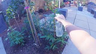 Outdoor Garden Grow UK July 18th 2025 Update #6
