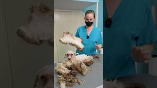 This DOG was in so bad condition... #dog #grooming #rescue