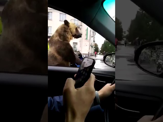 ¿Un oso en un sidecar es posible? ¿Y tocando la trompeta?