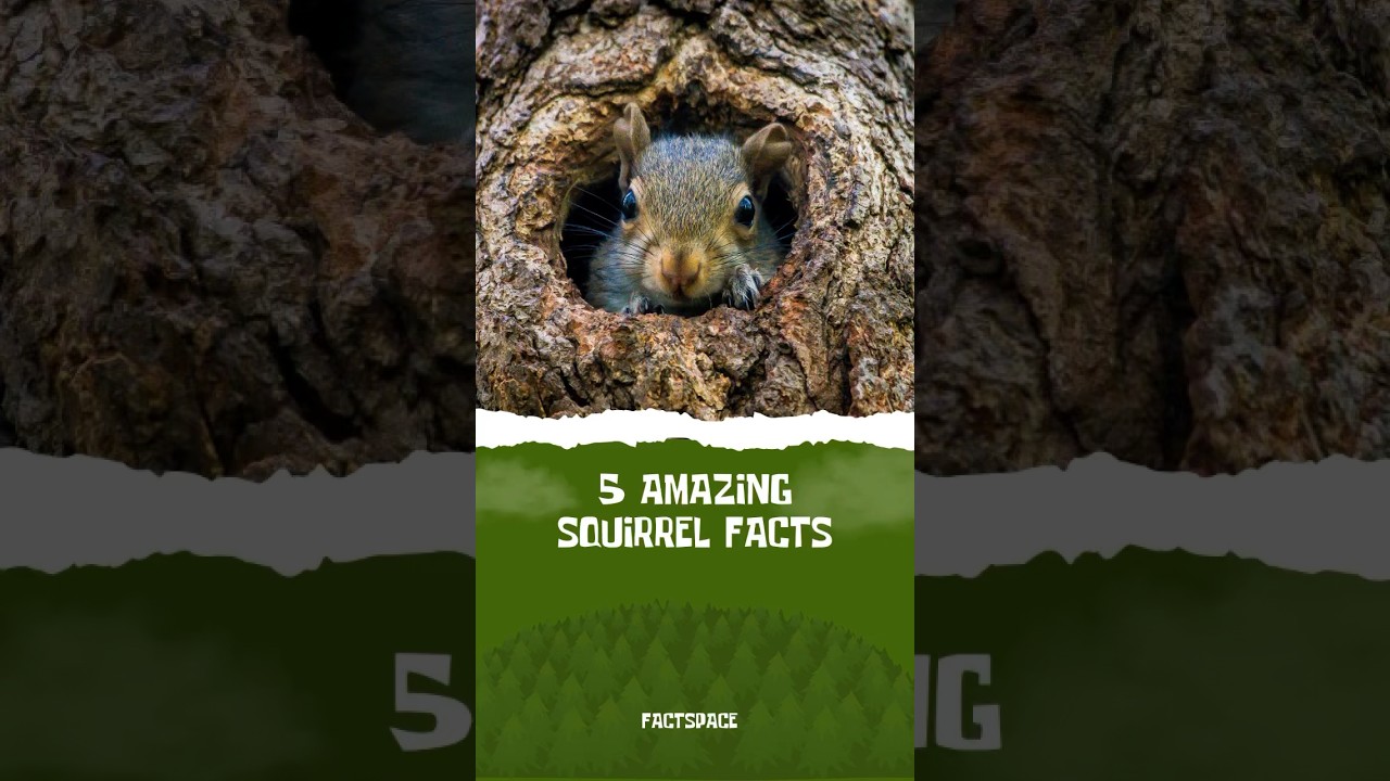 5 Amazing Squirrel Facts