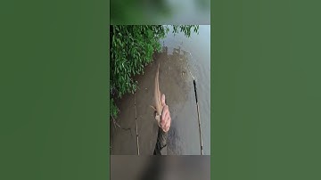 Snakehead Fish Hunting -  Săn cá Lóc khủng #fishing #snakehead