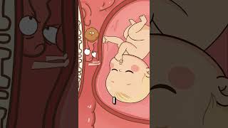 Why is constipation common during pregnancy?#fypシ  #shorts  #animation