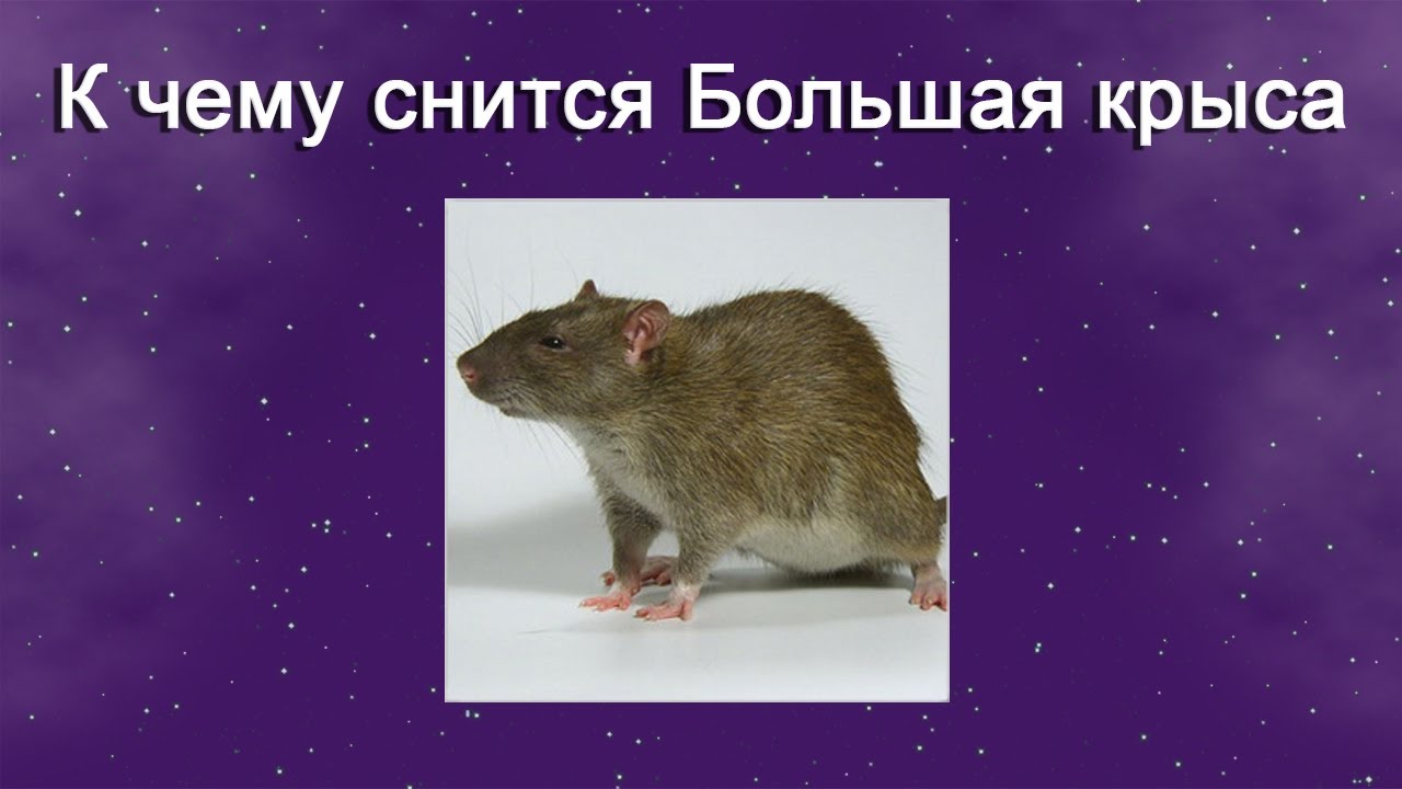 Сонник видеть крысу