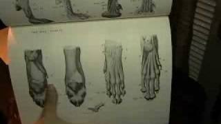 Dog animal anatomy reference book