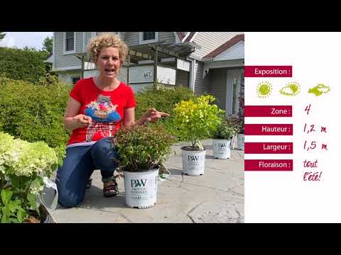 Vidéo: Les Meilleurs Arbustes D'ornement Pour Votre Chalet D'été