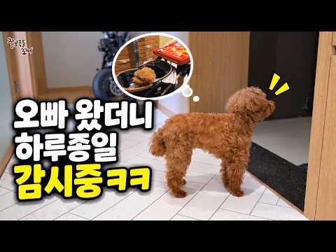 오빠가 돌아온 날부터 하루종일 감시(?) 시작한 강아지ㅋㅋㅋ