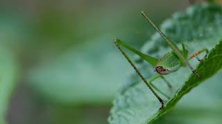 Musik penenang perasaan (ambient)angel whisper || music no copyright screenshot 5