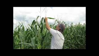 IPM for Corn Rootworm on Field Corn