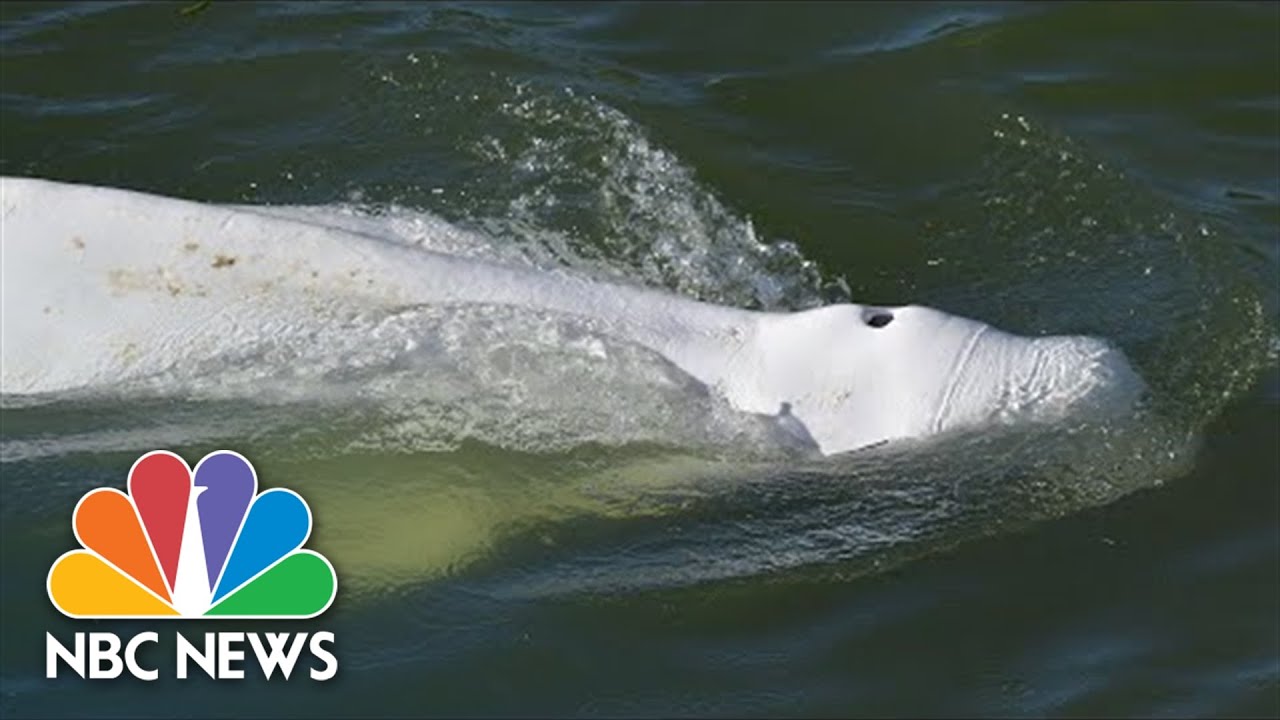 Beluga Whale Refuses Food After Straying Into France's Seine River