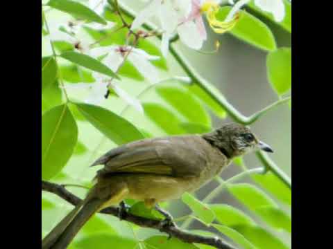 Video Tiếng Chim quành quạch kêu 4phút Mp3 - youtube