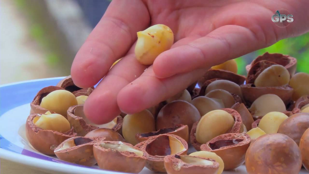 Así se cultivan las nueces de macadamia