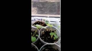 Выращивание клубники из семян дома на подоконнике