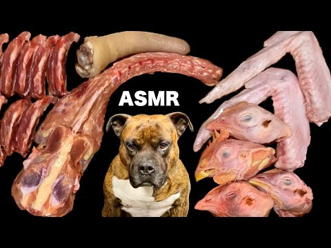 【大食い犬ASMR】フルスピードで生肉食うのが俺の人生だったwww