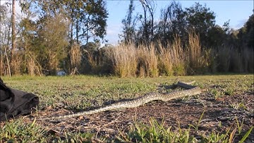 Springtime Carpet Python Release Video. September 2016. Snake Out Brisbane Snake Catchers