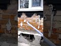 لماذا "يخرج" هذا الجدار رغوة غريبة؟ سر رغوة اليوريا فورمالديهايد في العزل! 🏠❄️