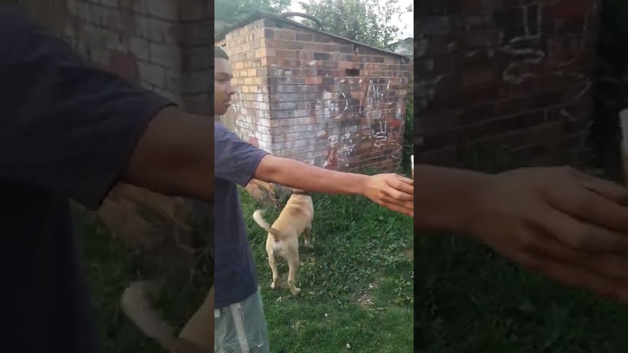 my pitbull mix breed jumping high YouTube