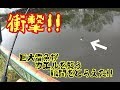 雷魚&鯰fishing GWはライギョもナマズも入れ食いだ!! 用水路の大怪魚3連発!! snakehead & cat fish fishing