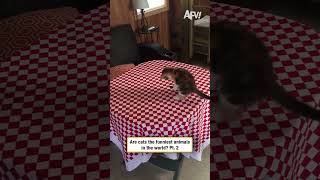 Are cats the funniest animals in the world? Pt. 2