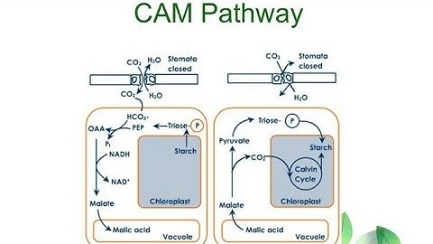 Crassulacean Acid Metabolism : CAM Cycle