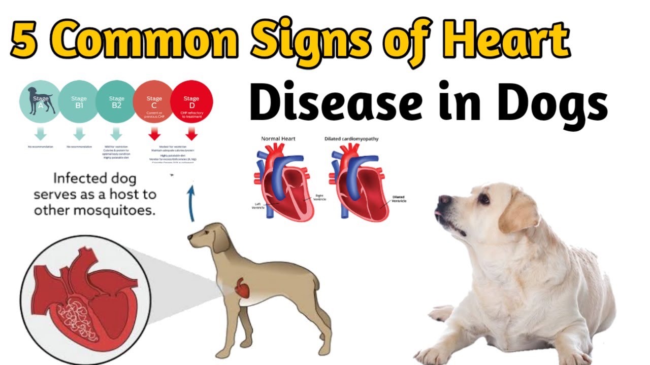 how can i tell if my dog has heart problems