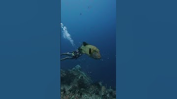 Napoleon Wrasse Encounter in Raja Ampat | Majik Cruise