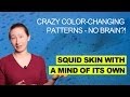 Squid Skin Patterns and Chromatophores