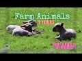  the sound of farm animals and nature  dark screen  9 hours