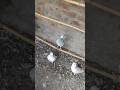 Please Subscribe 🙏 #youtubeshorts#shorts #viralvideo#trending#pigeon #pigeonlover#kabutarbazi#birds