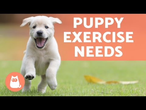 वीडियो: कैसे व्यायाम एक पिल्ला विकास ग्रोथ को नुकसान पहुंचा सकता है