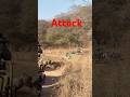 Majestic Sightings Of Ranthambore National Park Tiger рџђ Vs Sambar рџ Њ Shorts Tiger Ytshorts Majestic Sightings Of Ranthambore National Park Tiger рџђ Vs Sambar рџ Њ Shorts Tiger Ytshorts
