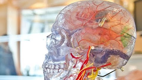 Biological AI? Company combines brain cells with silicon chips for smarter artificial intelligence