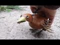 Dabchick ~6~ How To Please A Chick