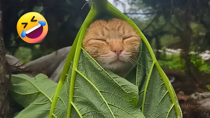 Video 8218331: compilations funny pets, best pet compilation, laugh funny pets, hilarious funny cat dog, pets funny cute