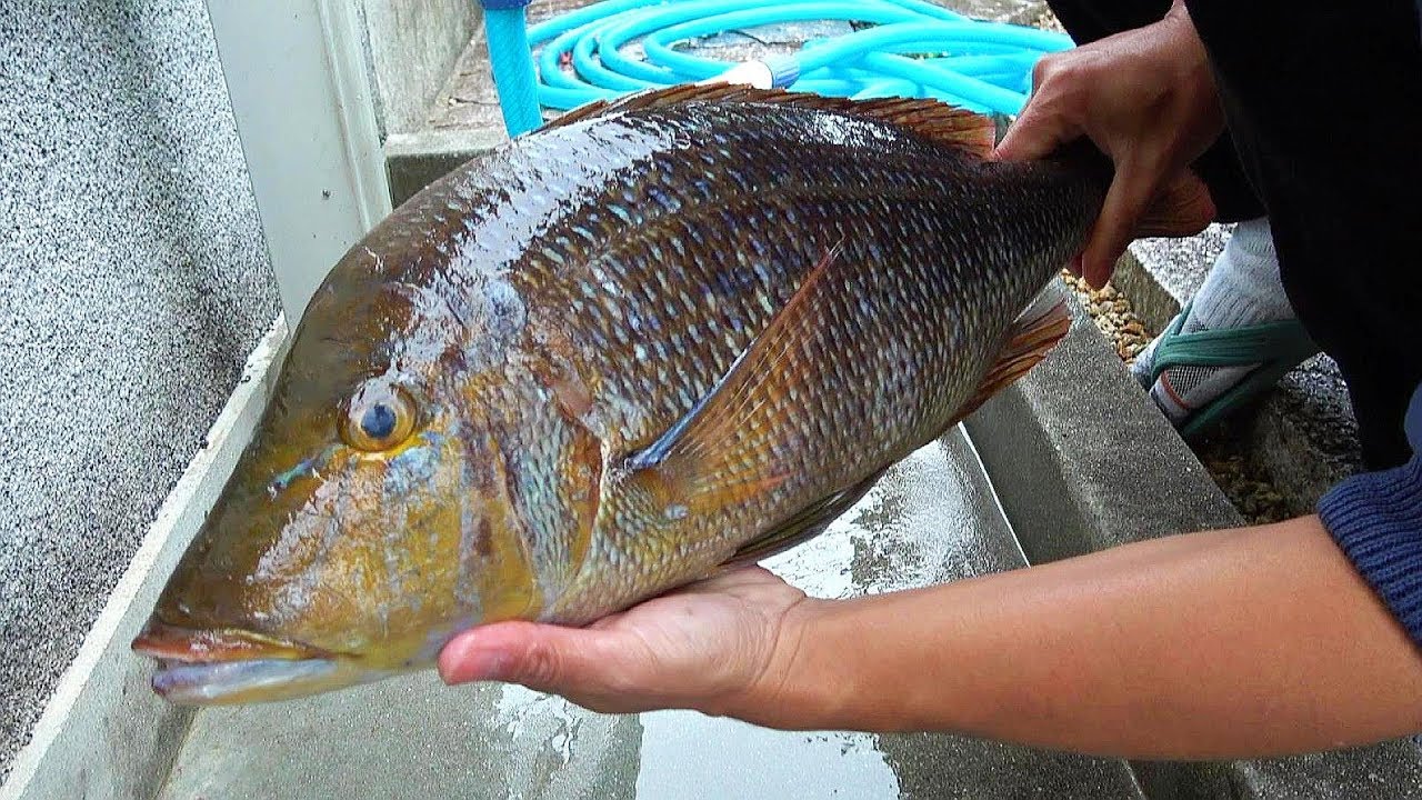 ハマフエフキさばいて食べてみた Youtube