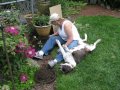 Gardening with Natalie the English Bull Terrier
