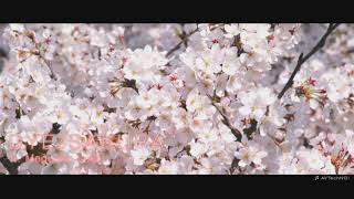 DYE/SAKURA