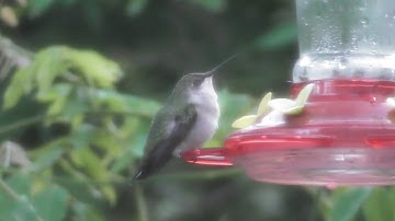 Female Ruby-throated Hummingbird