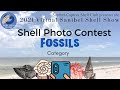 Shell Photo Contest - Fossil Shells Category