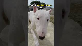 Bull Terrier More